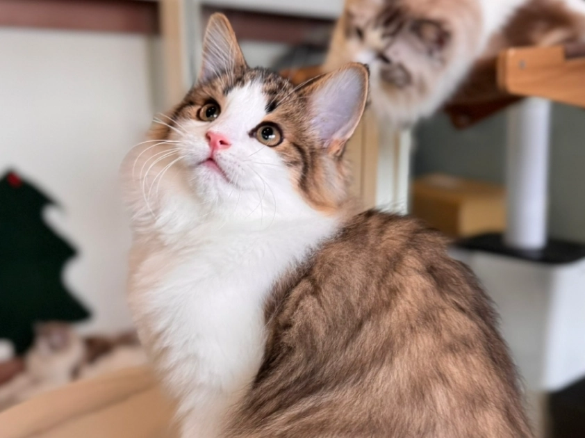 布偶貓與挪威森林貓比較