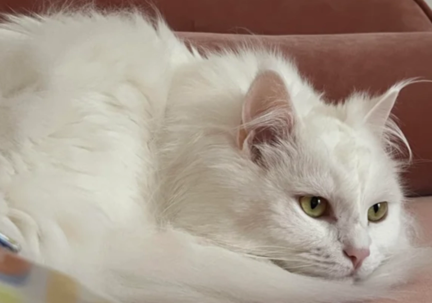 挪威森林貓 vs 布偶貓