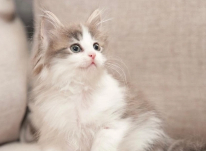 挪威森林貓 vs 布偶貓