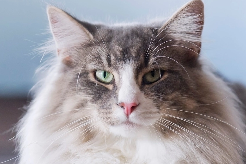 挪威森林貓常見疾病