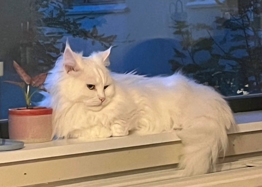 布偶貓與挪威森林貓比較