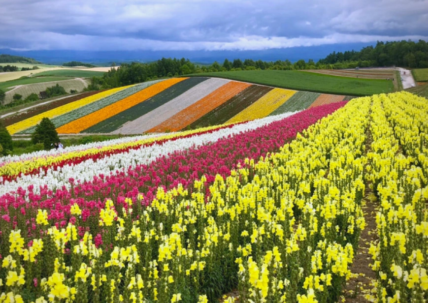 北海道賞花景點