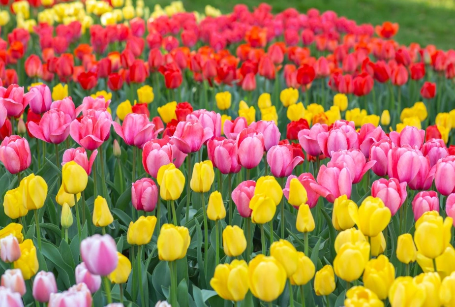 北海道花卉季節