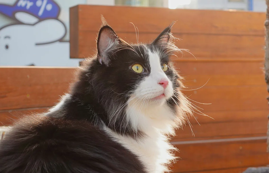 挪威森林貓遺傳病