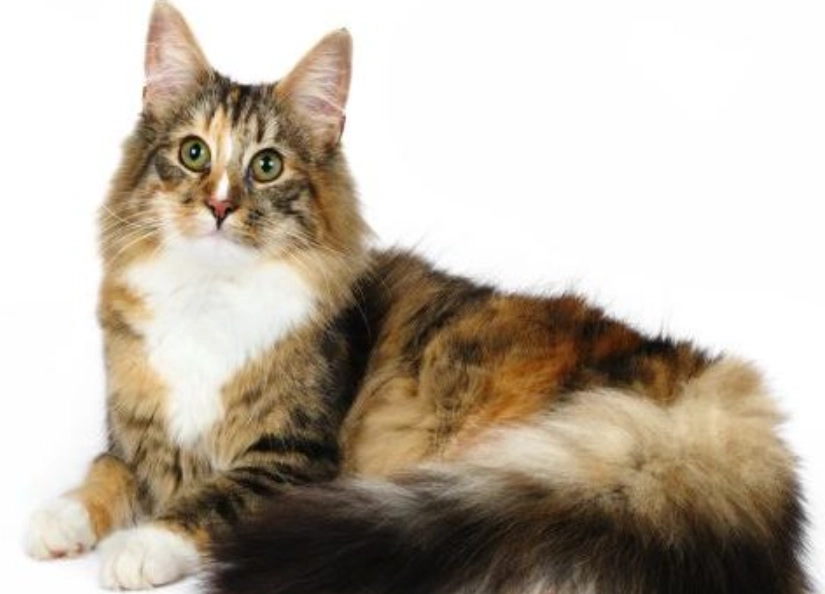 挪威森林貓大小