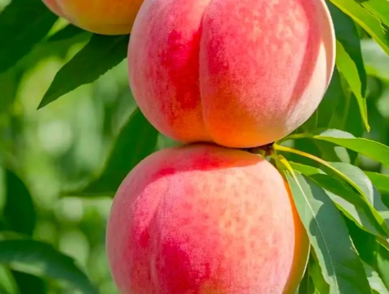 水蜜桃健康影響