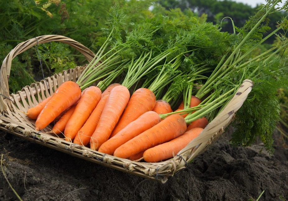 紅蘿蔔食用禁忌