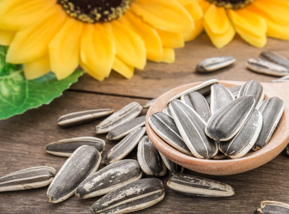 廣佛葵花籽典怎麼用？資深玩家分享使用心得!