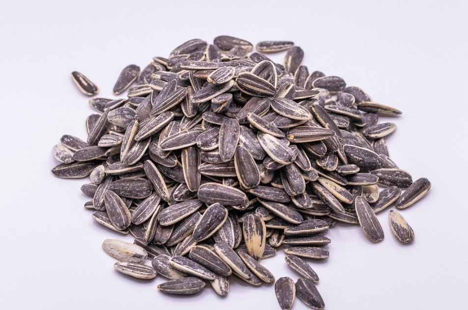 葵花籽營養