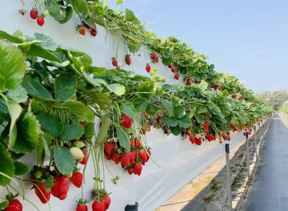 台北採草莓