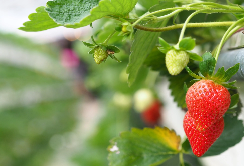 草莓園觀光