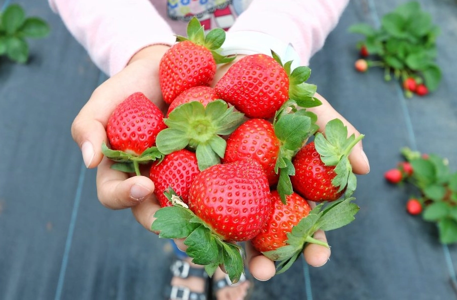 台北採草莓