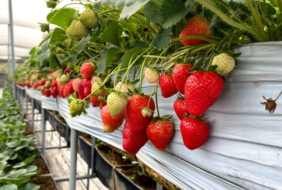 草莓園推薦