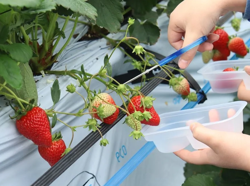 一日遊行程規劃