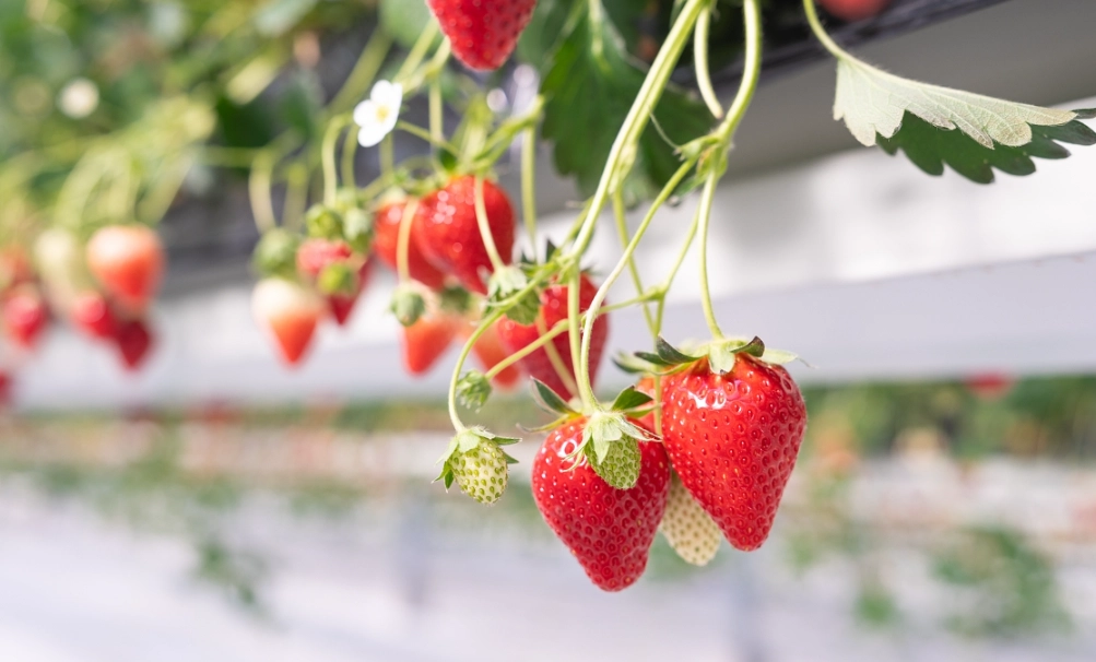 白石湖草莓季節