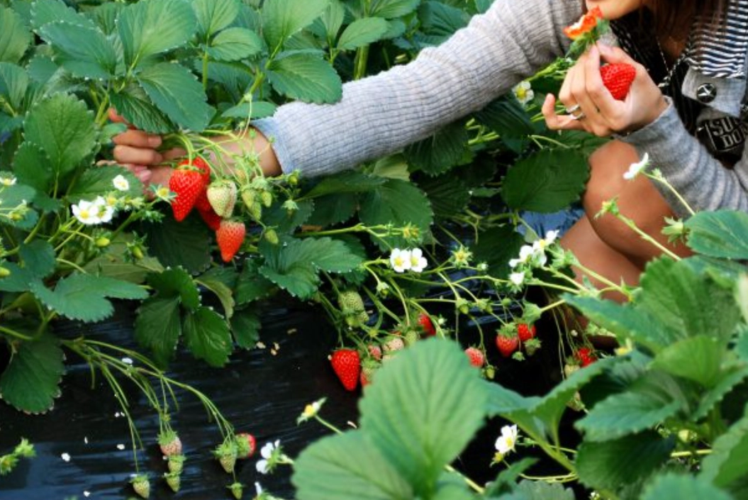 桃園採草莓季節