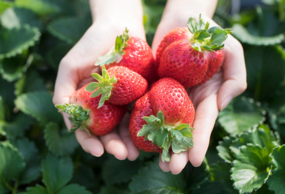 一日遊行程規劃