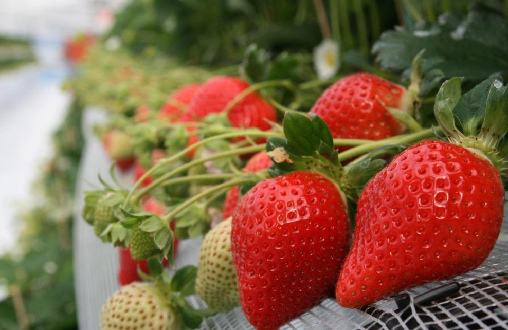 白石湖草莓季節