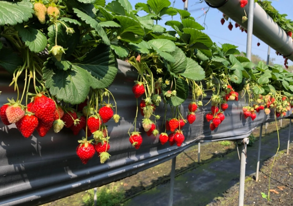 白石湖草莓季節