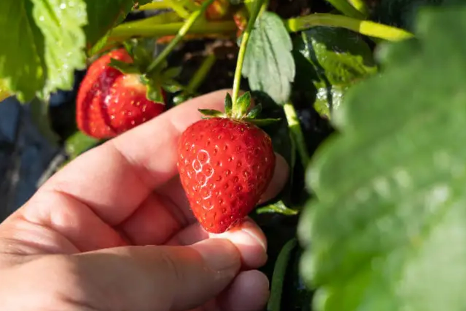 草莓採摘攻略