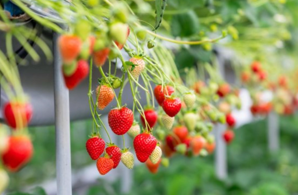 桃園草莓園