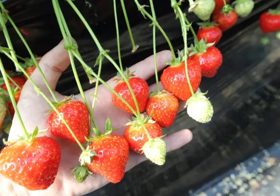 草莓採摘攻略
