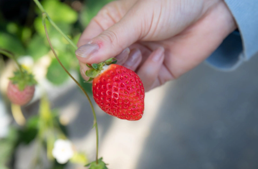 草莓園推薦