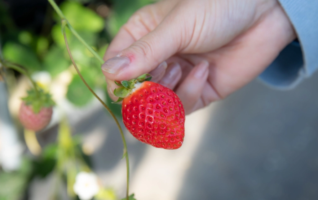 桃園採草莓季節