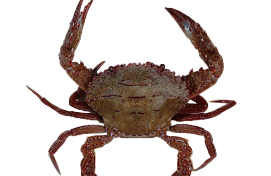 台灣小螃蟹品種