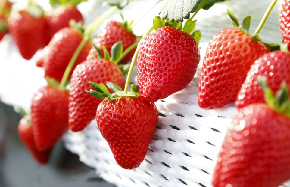 白石湖草莓季節