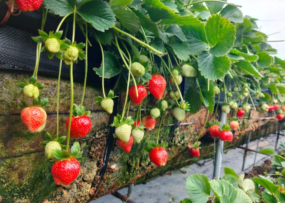 台北採草莓