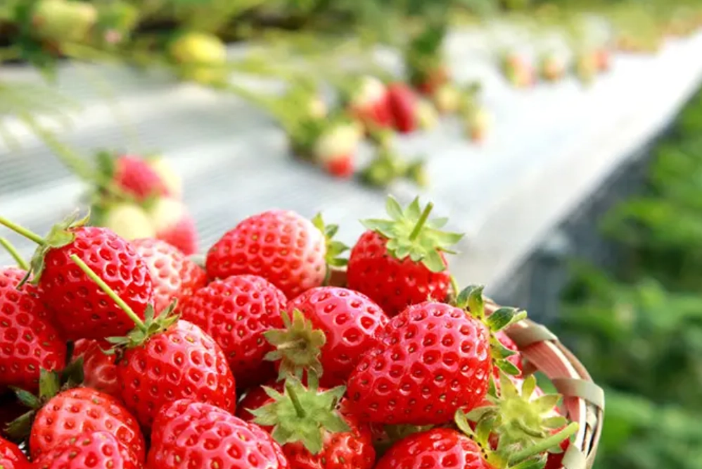 台北採草莓