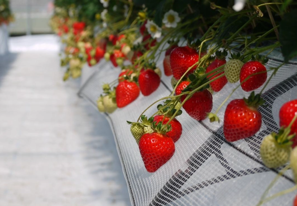一日遊行程規劃