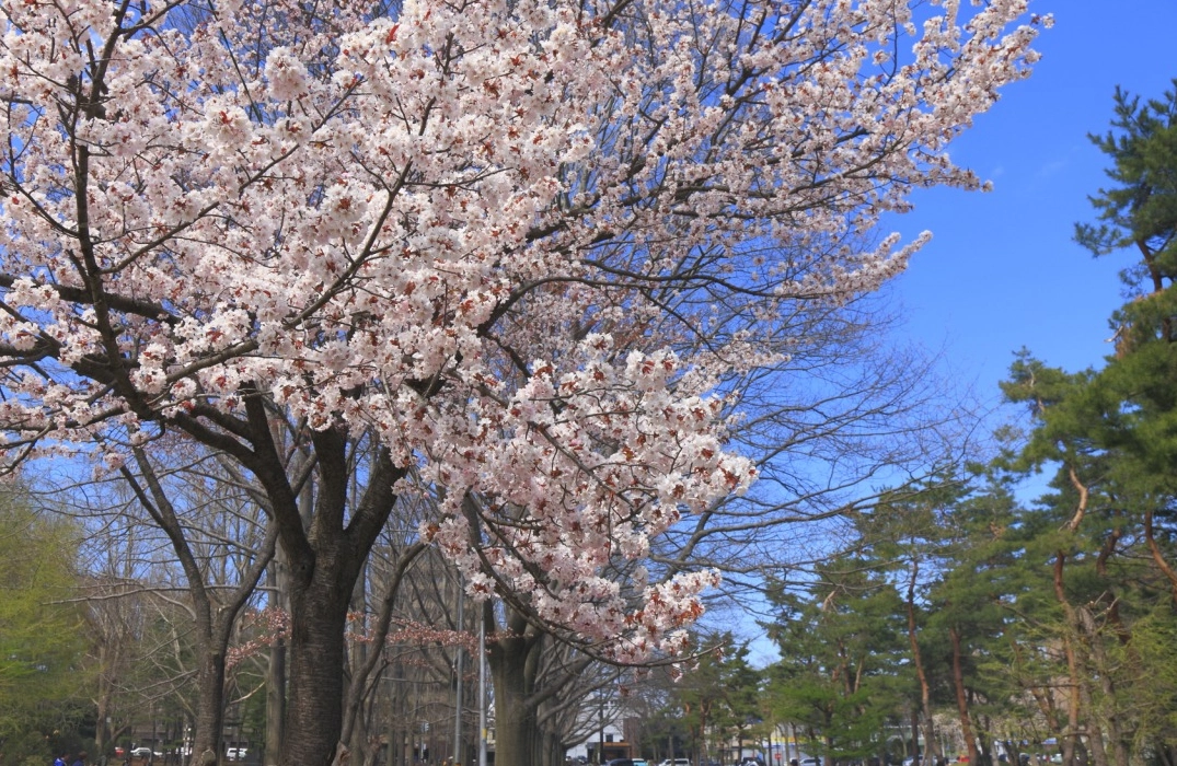 北海道櫻花祭 北海道櫻花祭