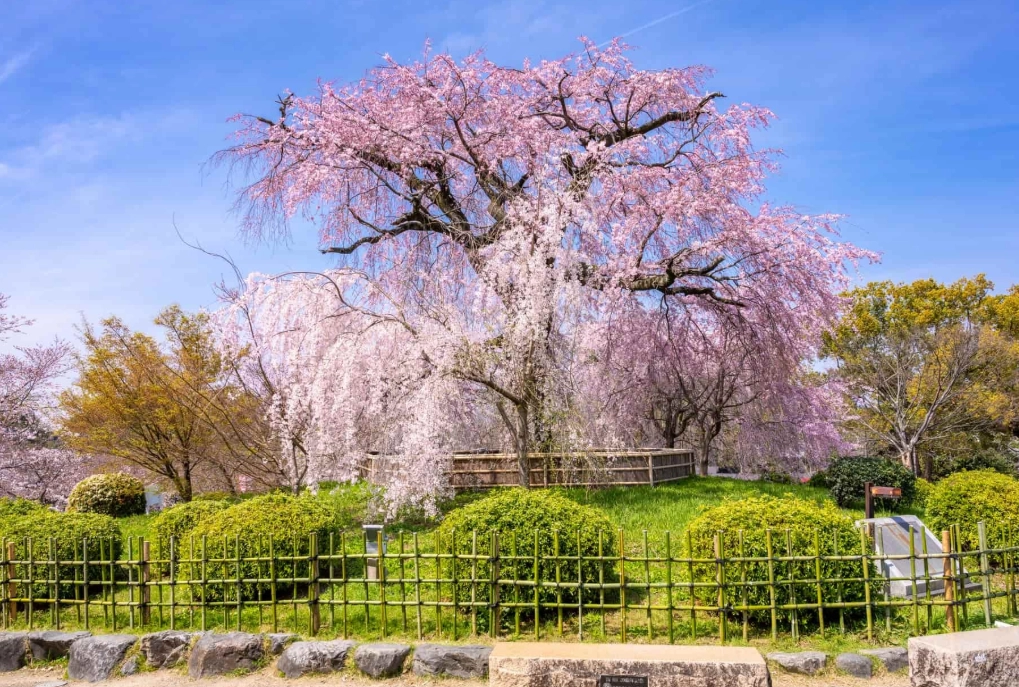 北海道賞櫻景點