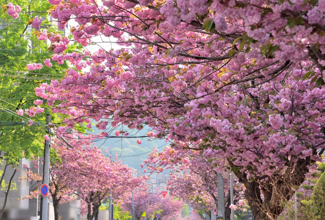 北海道櫻花 2025 北海道櫻花 2025