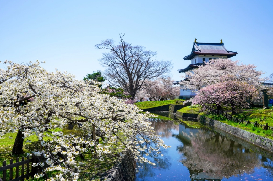 北海道櫻花祭 北海道櫻花祭