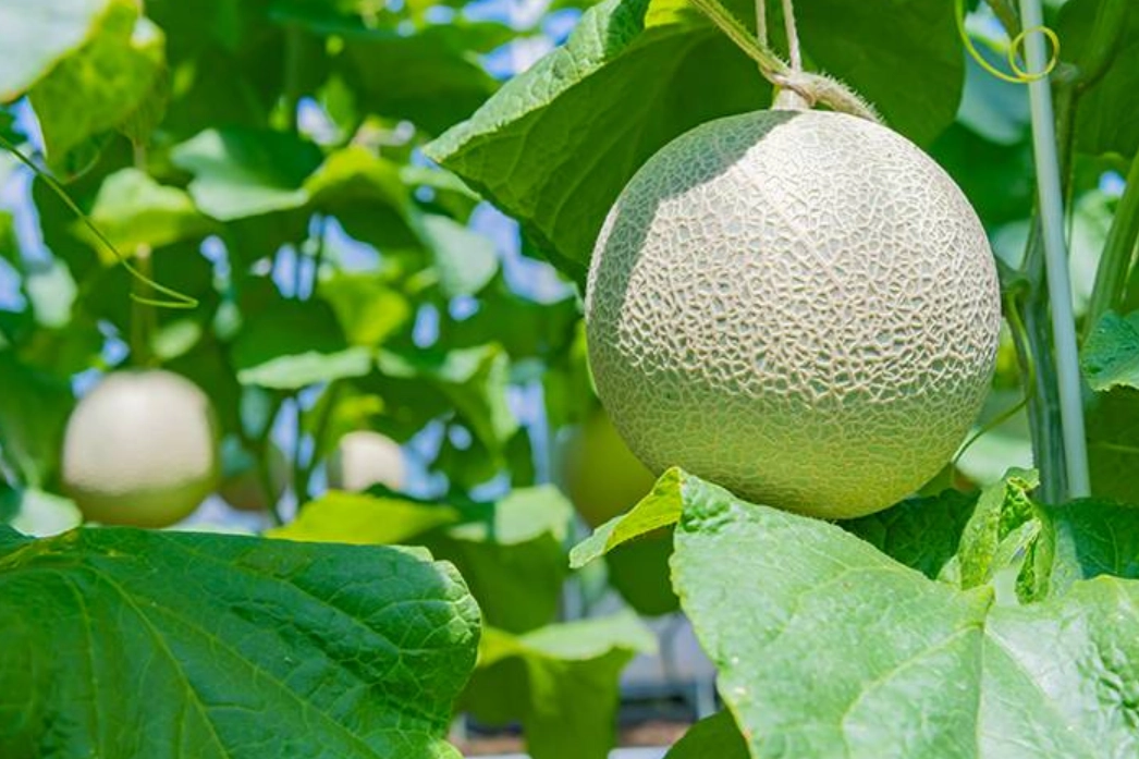 靜岡草莓季節 靜岡草莓季節