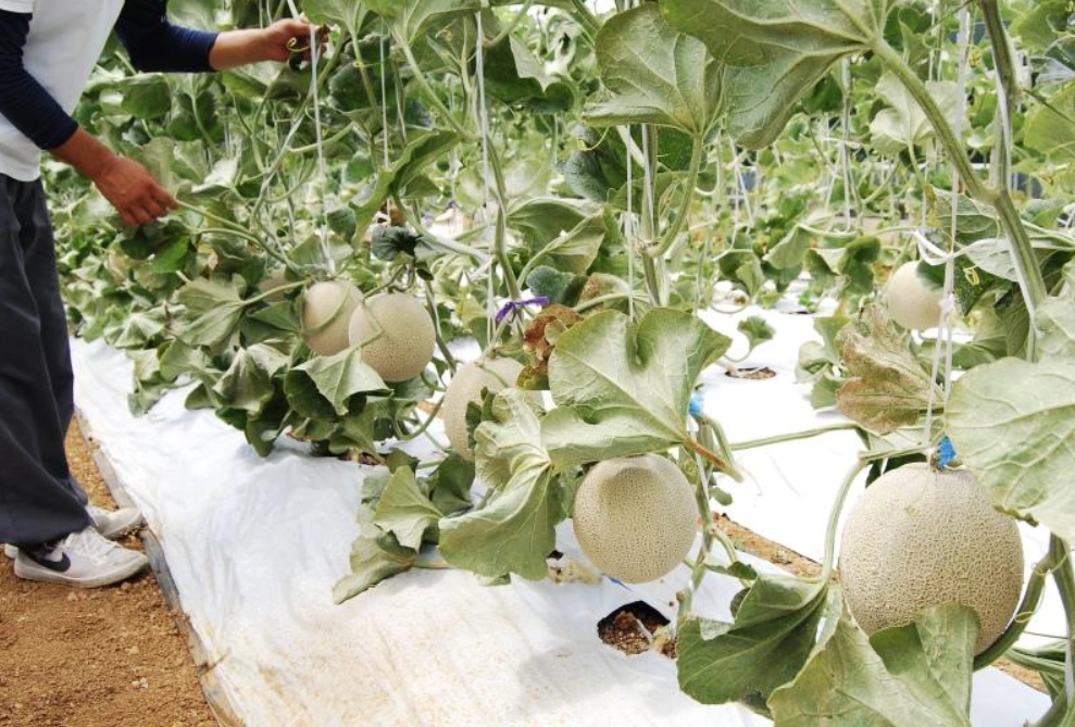 靜岡草莓季節 靜岡草莓季節