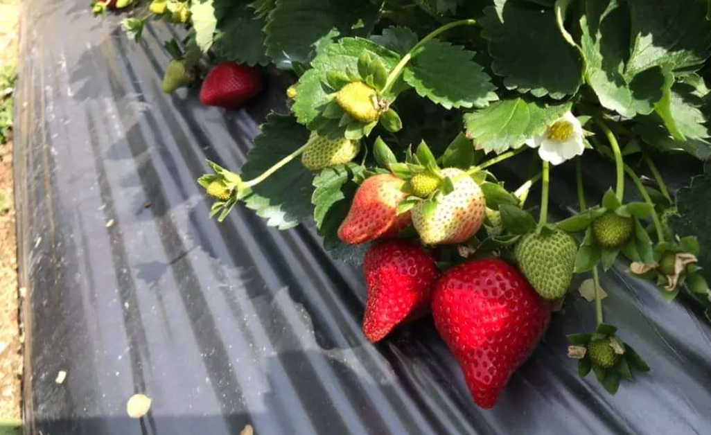 苗栗伴手禮 苗栗伴手禮