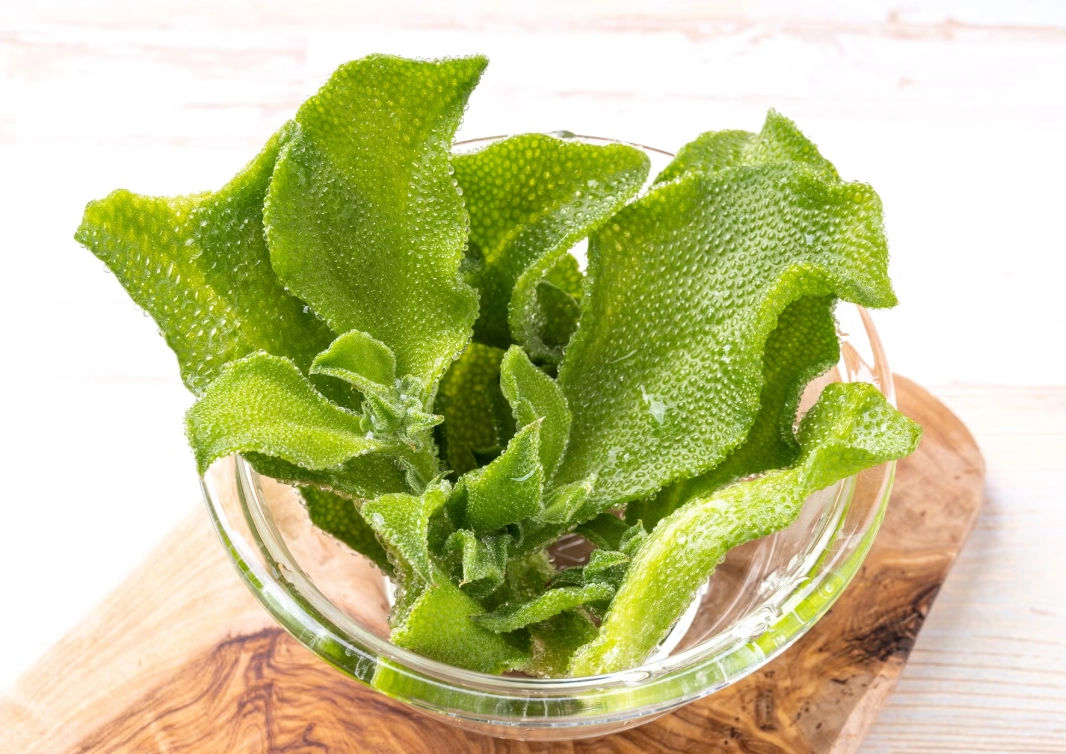 澎湖植物觀賞 澎湖植物觀賞