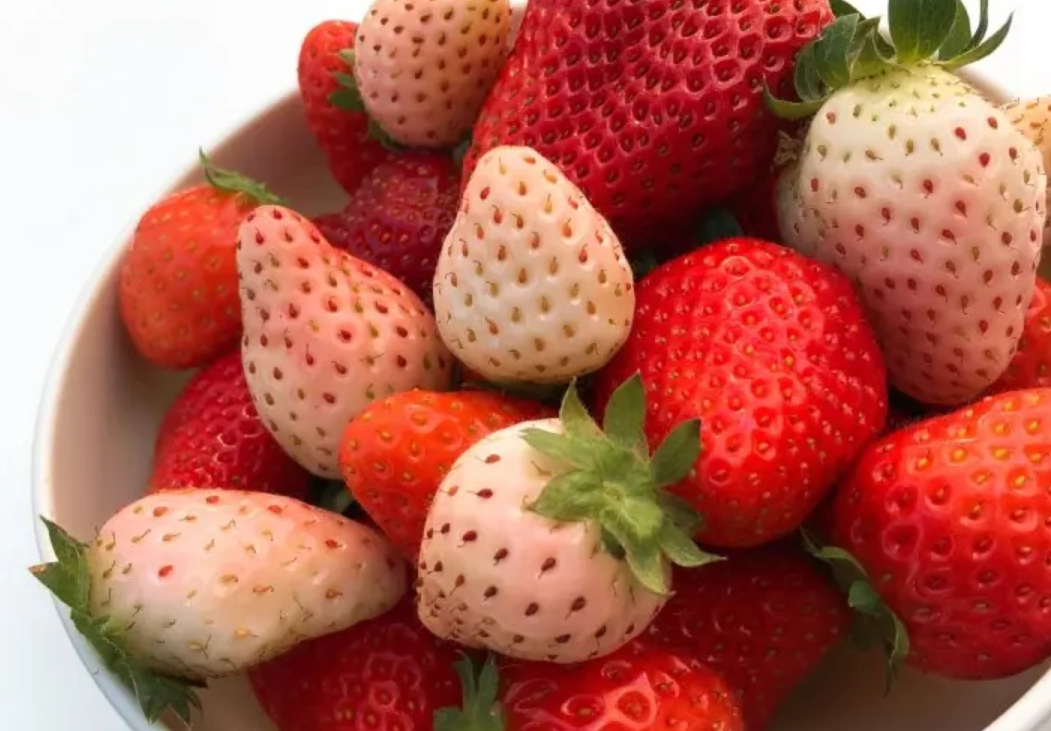 九州採果 九州採果