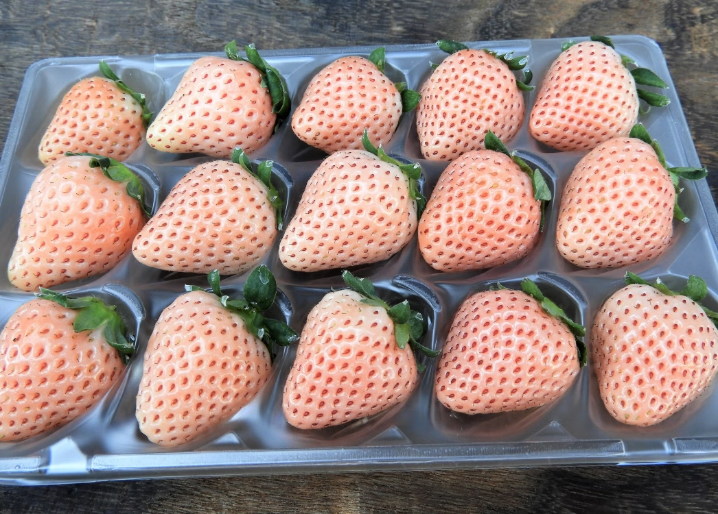 日本水果採收時間 日本水果採收時間