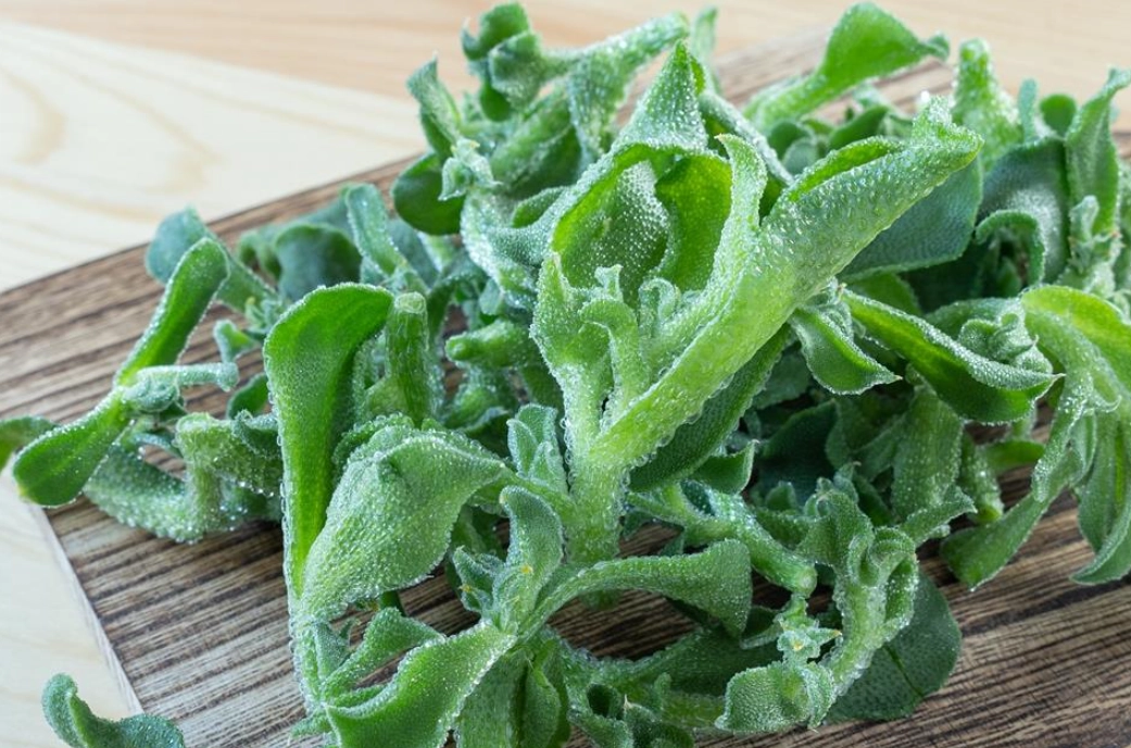 冰花種植 冰花種植