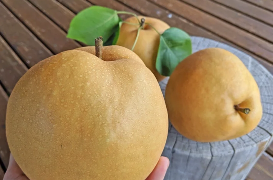 九州採果 九州採果