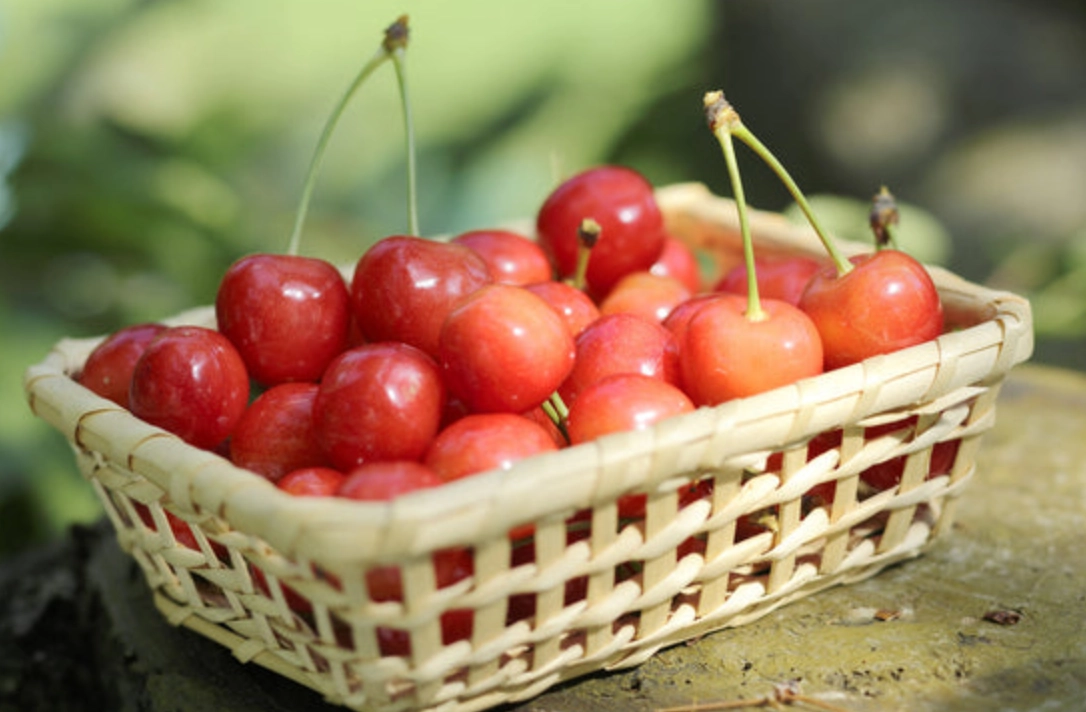 日本水果季節 日本水果季節