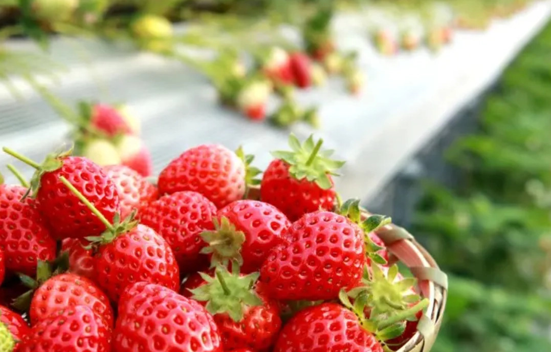 九州採果 九州採果