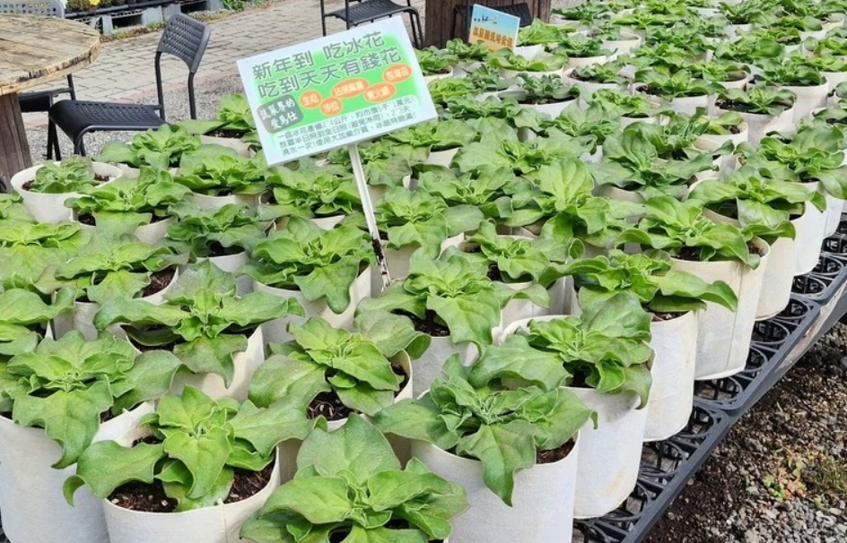 澎湖植物觀賞 澎湖植物觀賞