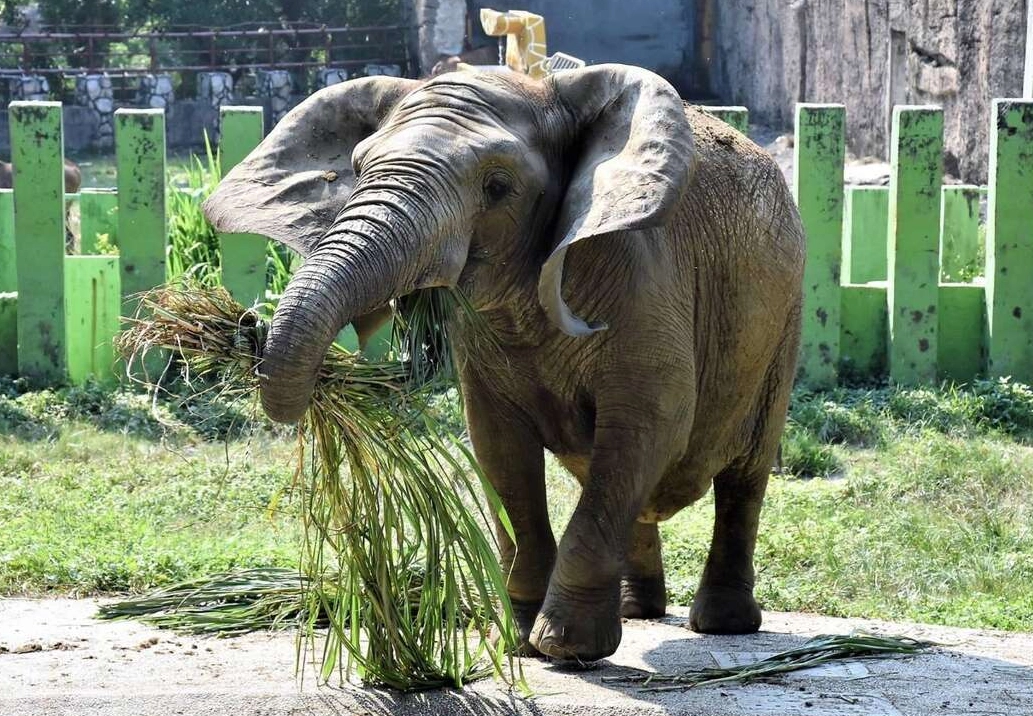 高雄動物園 交通