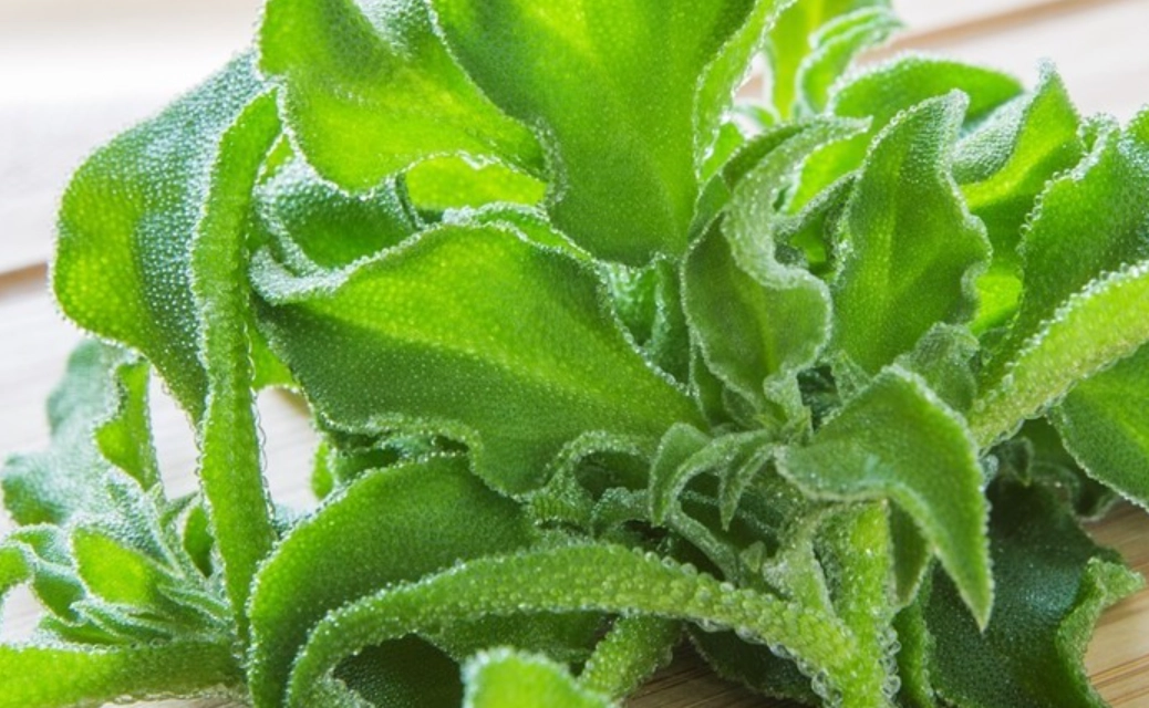 冰花種植 冰花種植